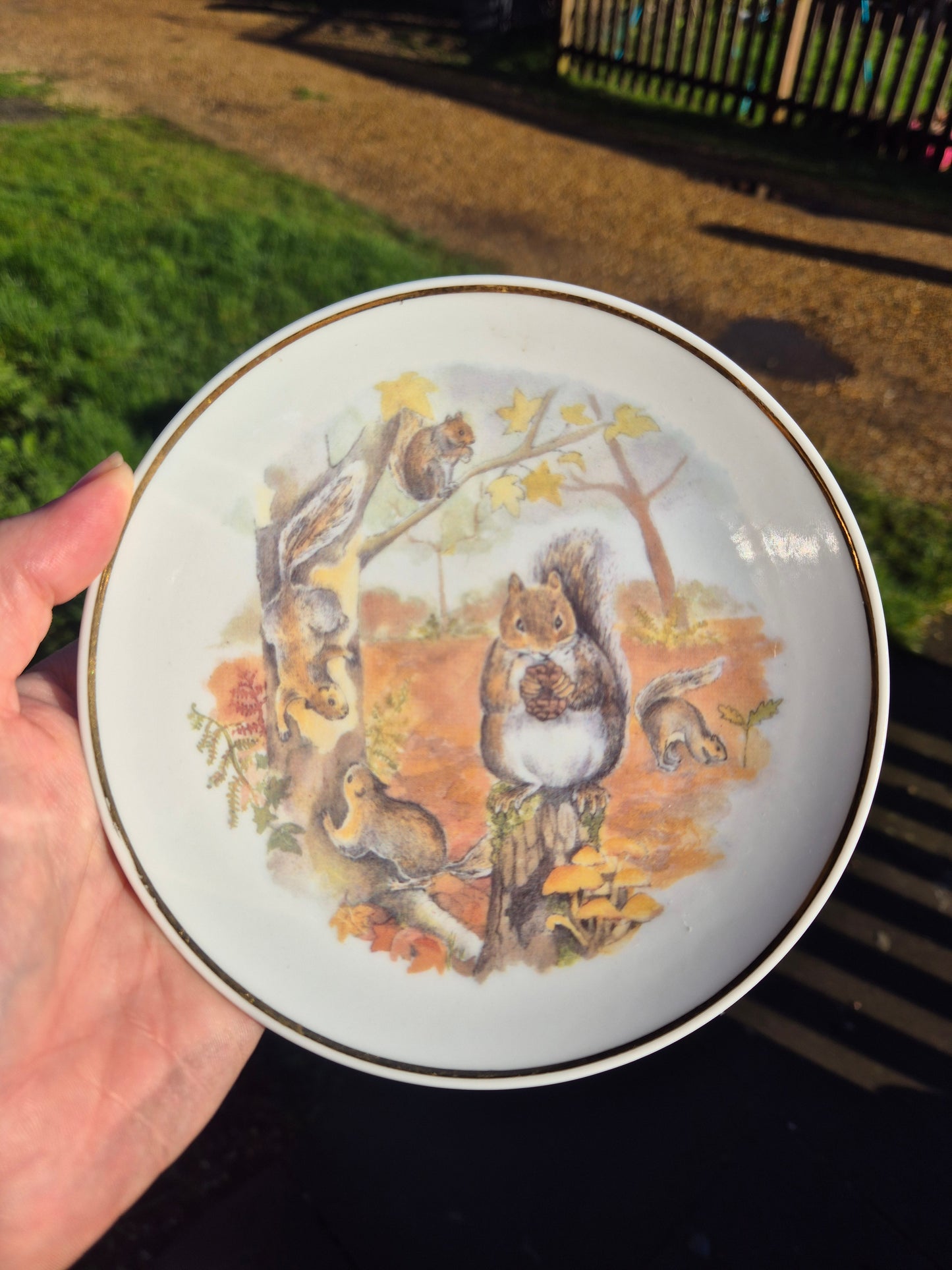 Small squirrels plate