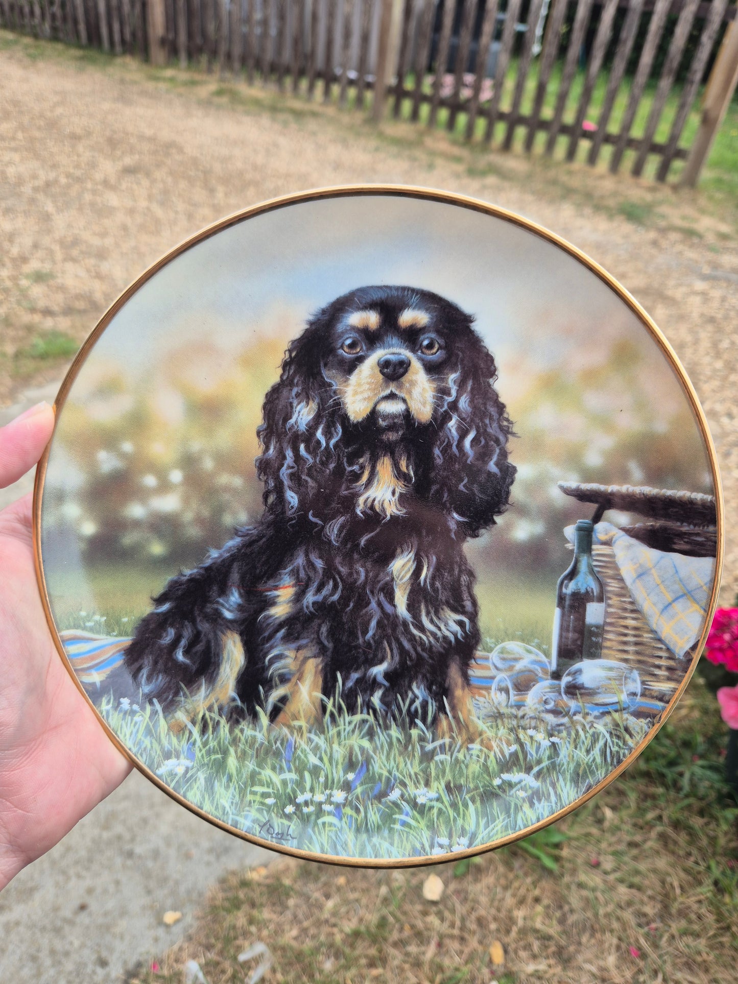 King Charles Cavalier Spaniel plate 6