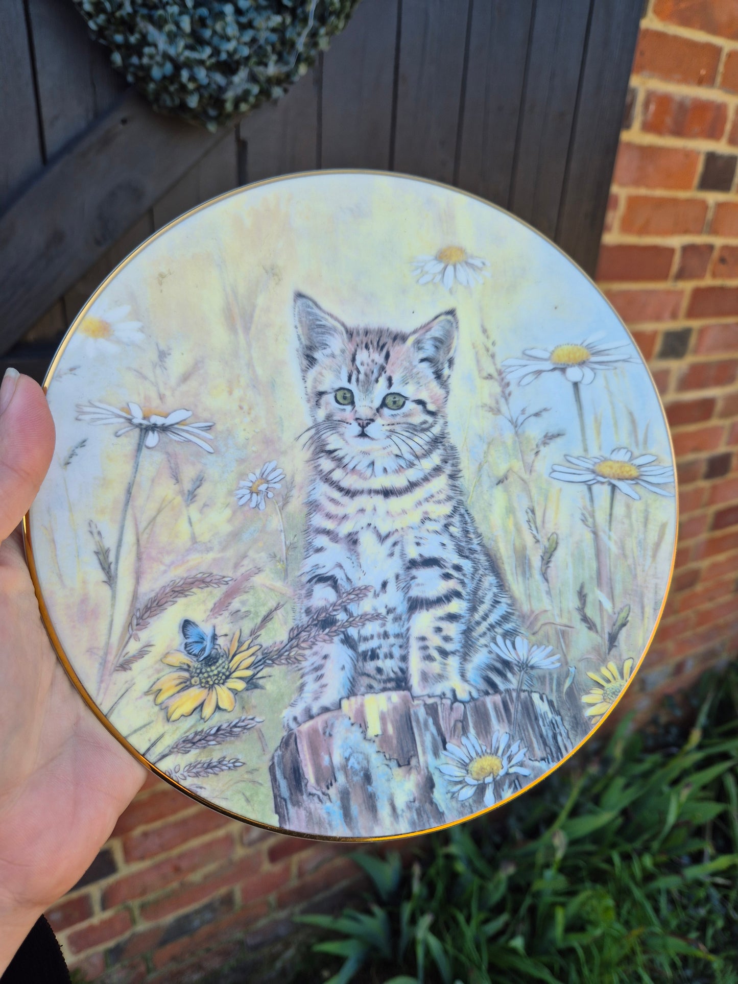 Tabby kitten plate