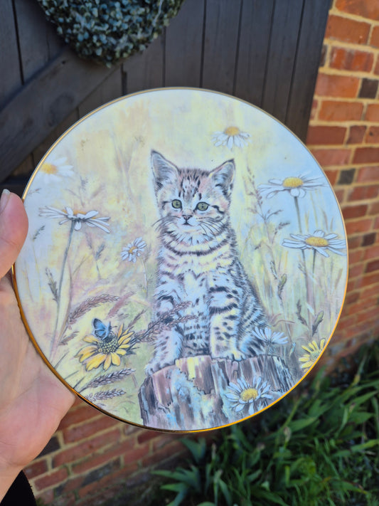 Tabby kitten plate