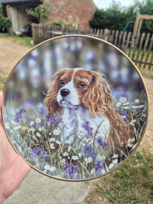 King Charles Cavalier Spaniel plate 2