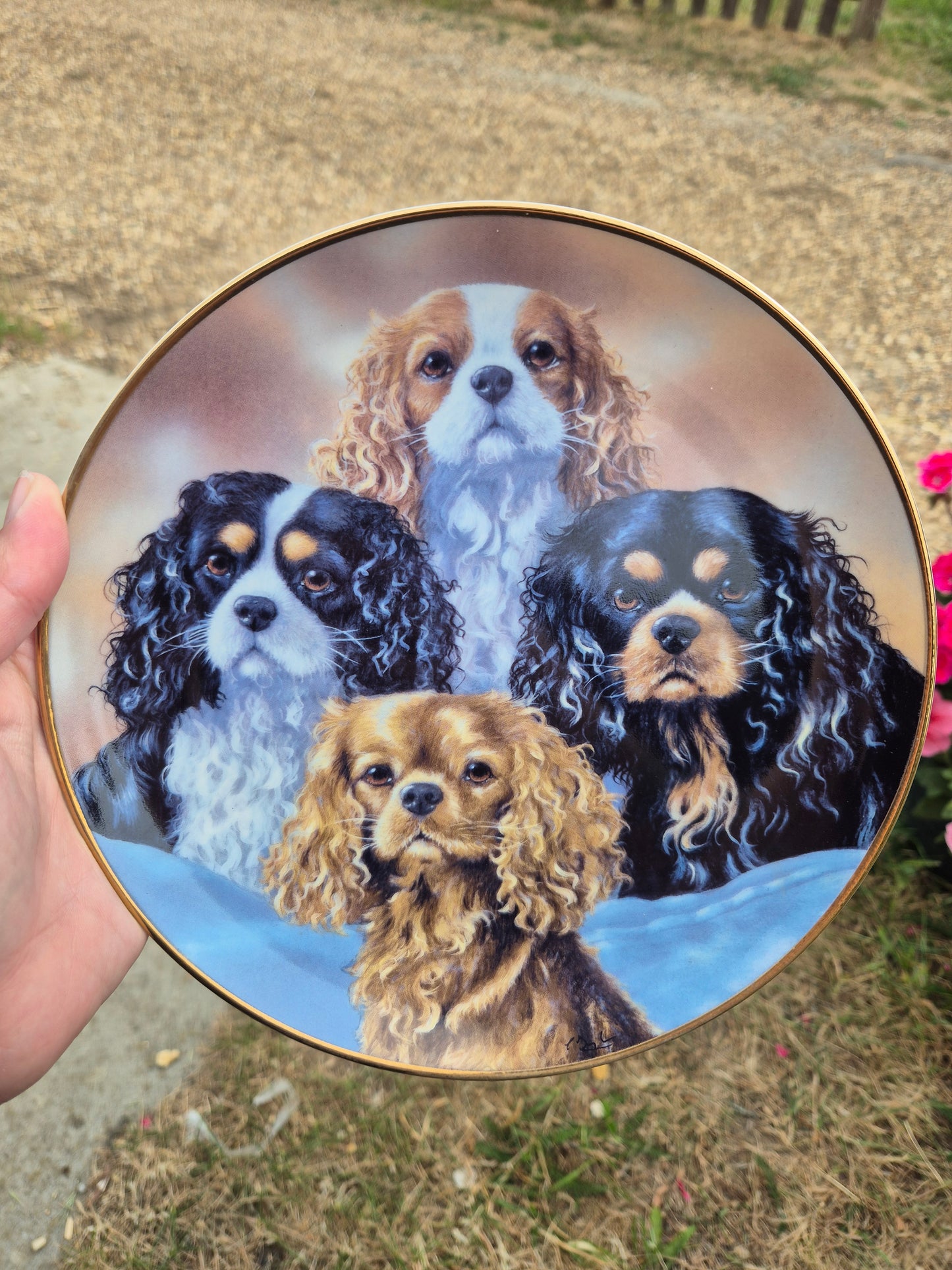 4 King Charles Cavalier Spaniels plate