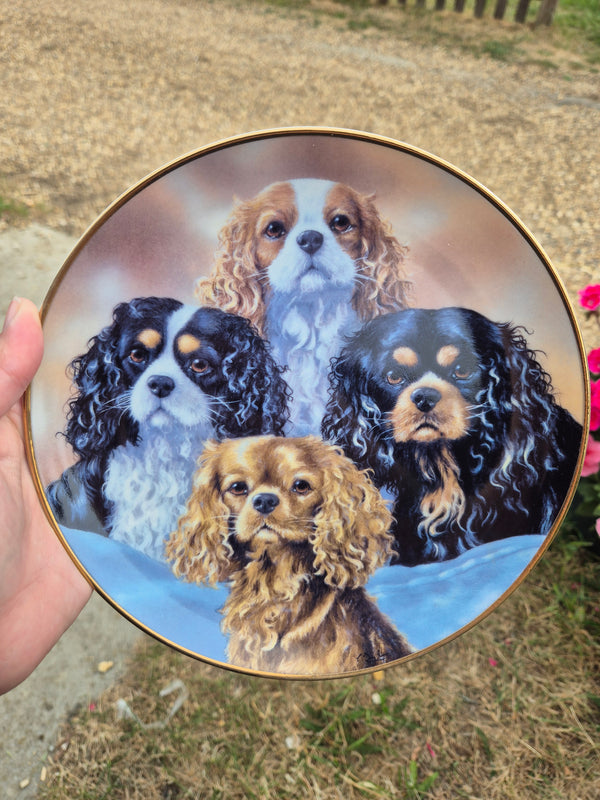 4 King Charles Cavalier Spaniels plate