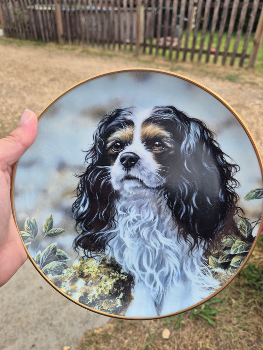 King Charles Cavalier Spaniel plate 4