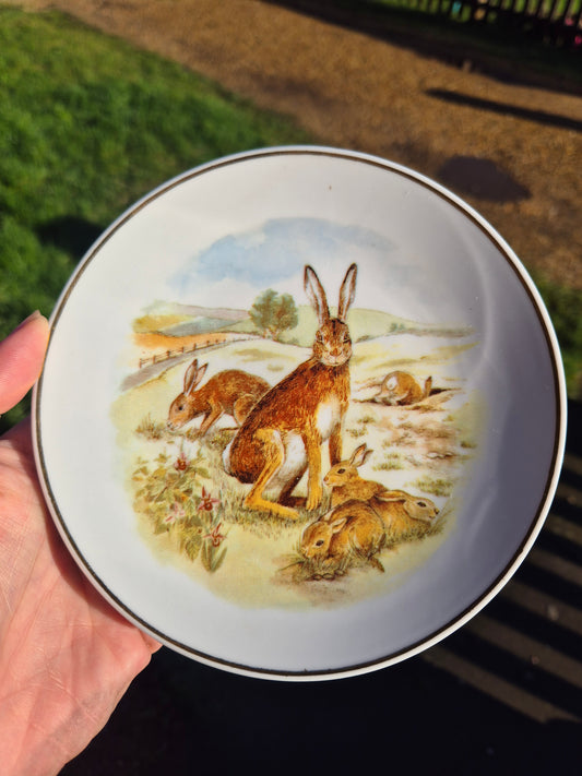 Small hares plate