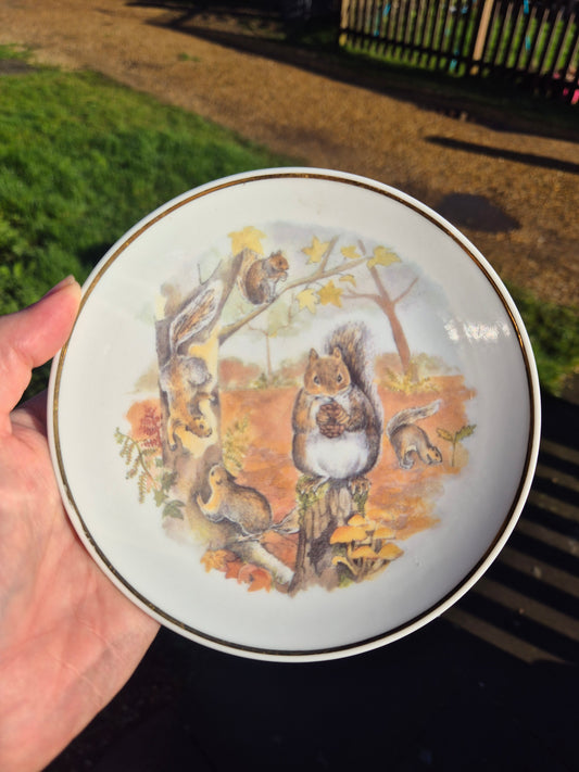 Small squirrels plate