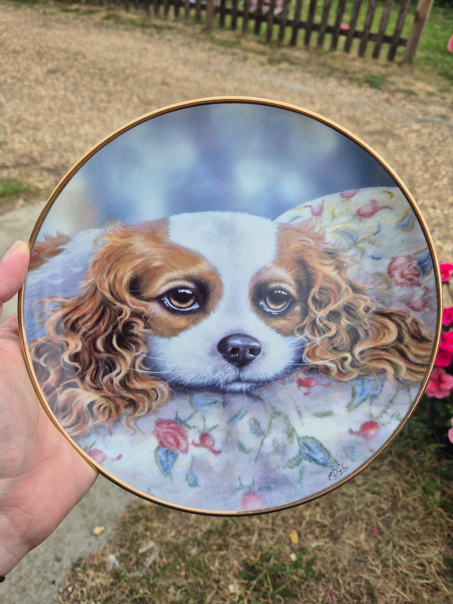 King Charles Cavalier Spaniel plate 3