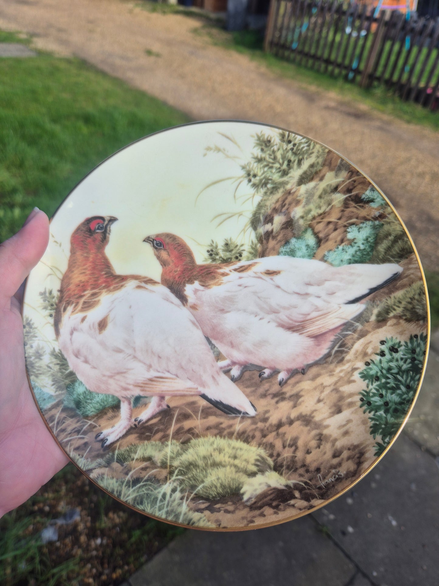 Ptarmigans birds plate