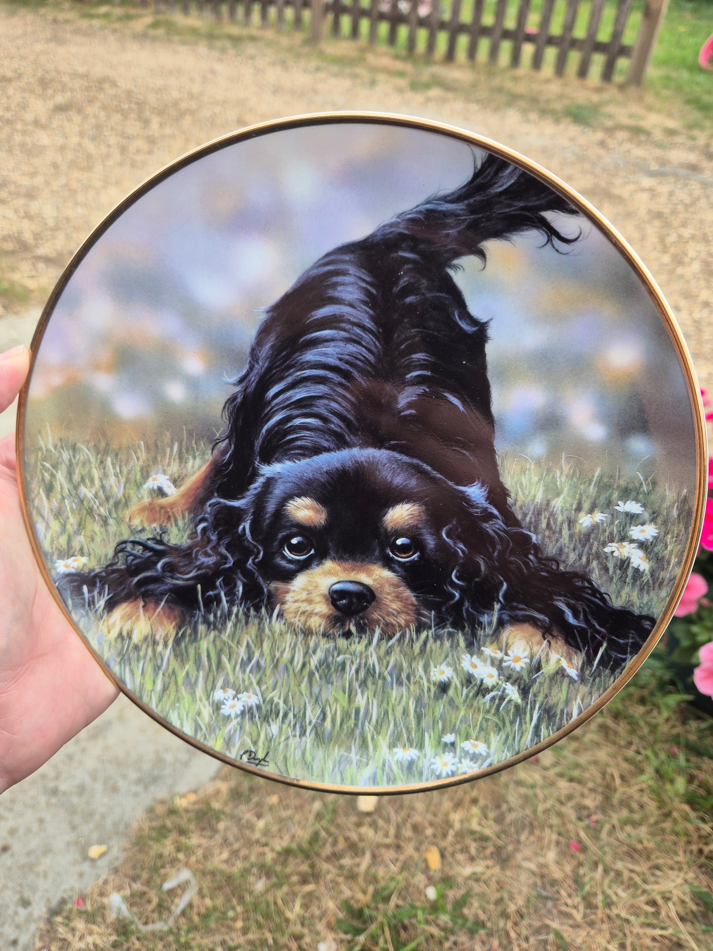 King Charles Cavalier Spaniel plate 5